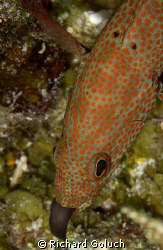 Juvenile Moray Eel eaten by fish-Palancar Caves Cozumel by Richard Goluch 